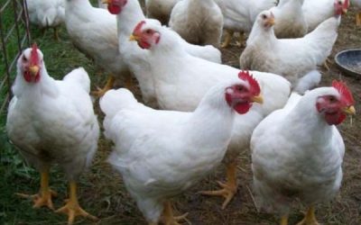 Poultry Abattoir Waste